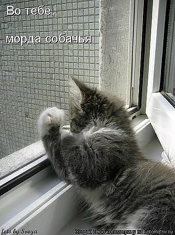 вот тебе.jpg
