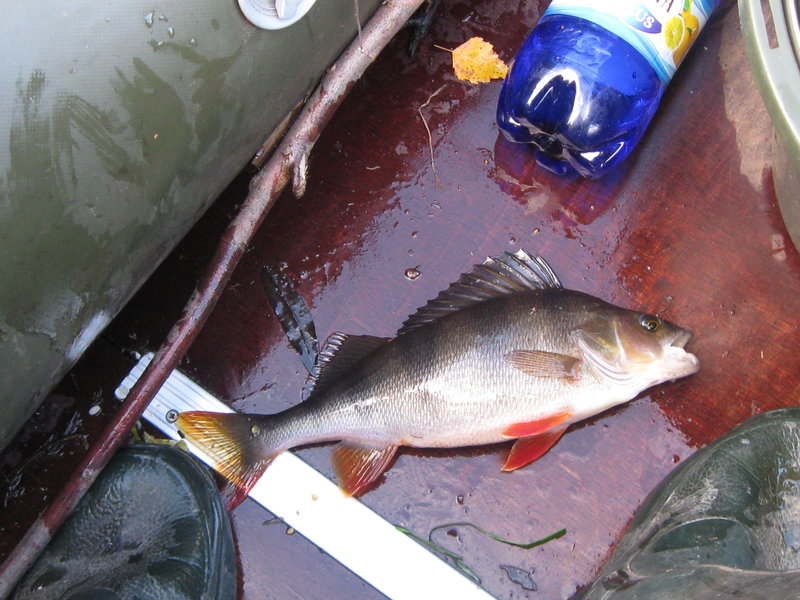 Финрыб2011 007.jpg