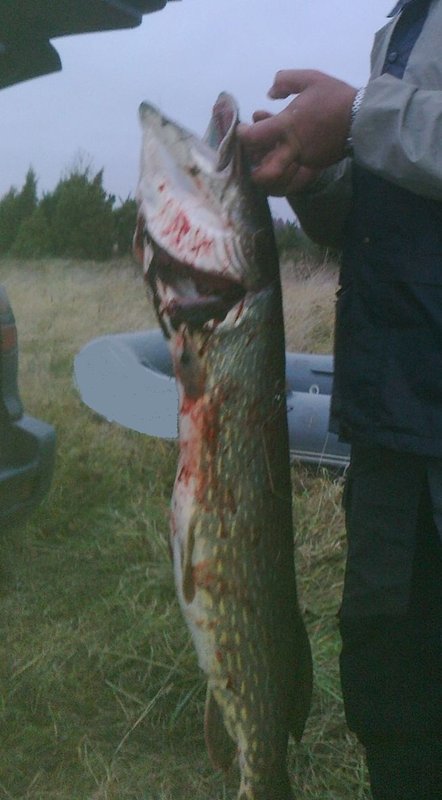 8.6 kg..jpg