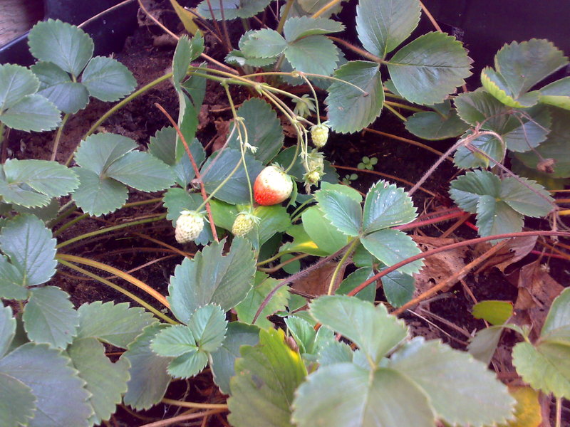 15112011954.jpg