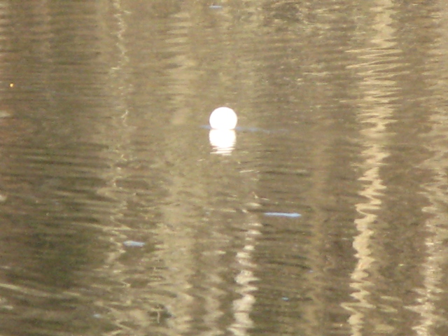 IMG_4676.jpg