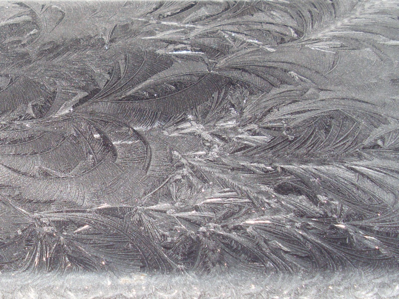 SL383958.JPG