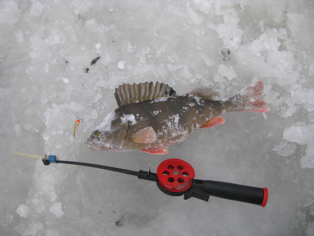 PAUNKJULA 01.2012a.jpg