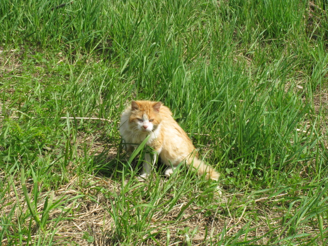 TORI 20.05.2012 007.jpg