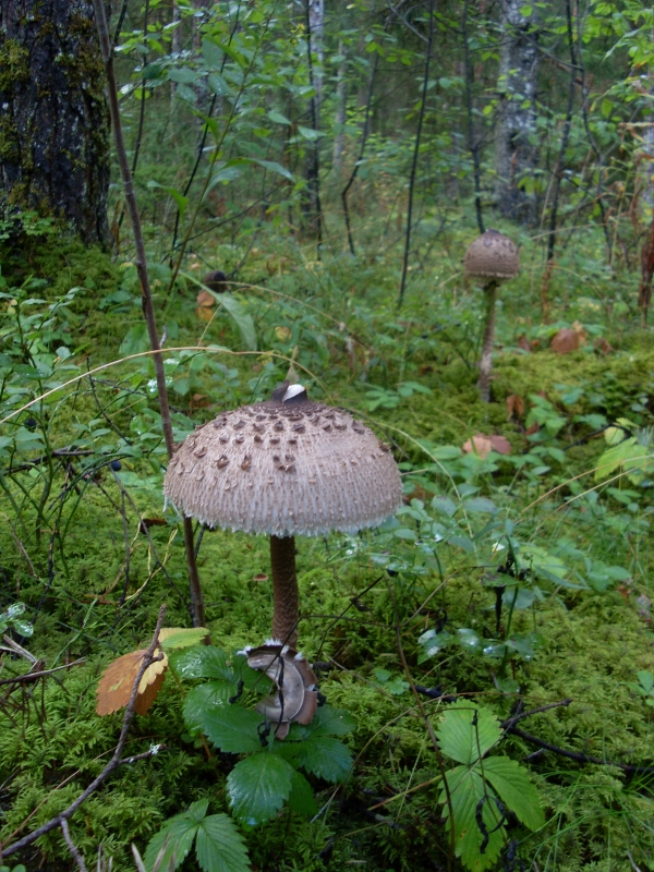 Копия SL380047.JPG