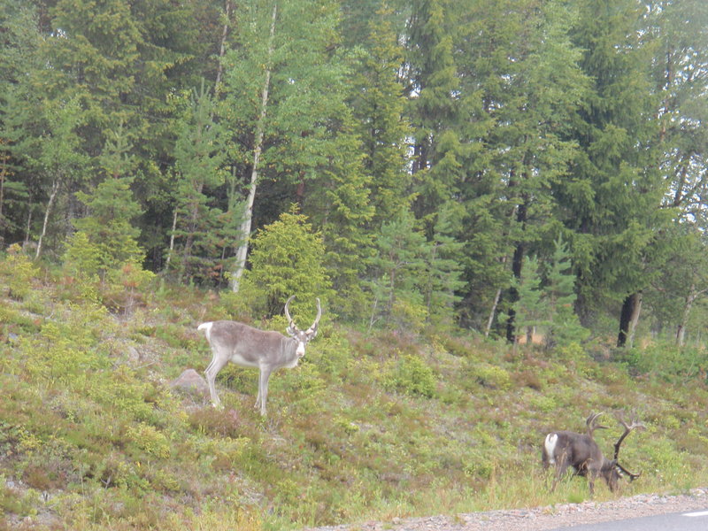 swveden 045.jpg