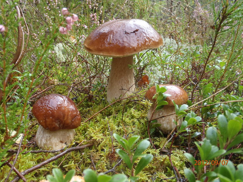 P9070024.JPG
