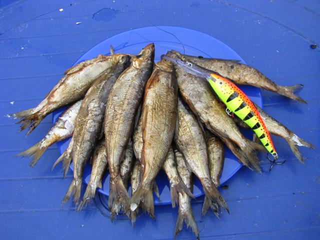 01_09_08_pod_pivo_2.jpg