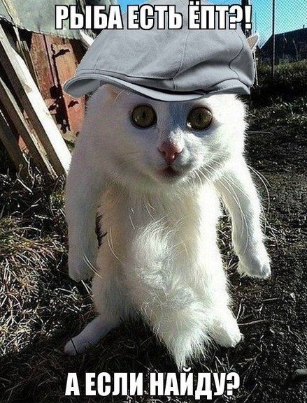 Рыба есть.jpg