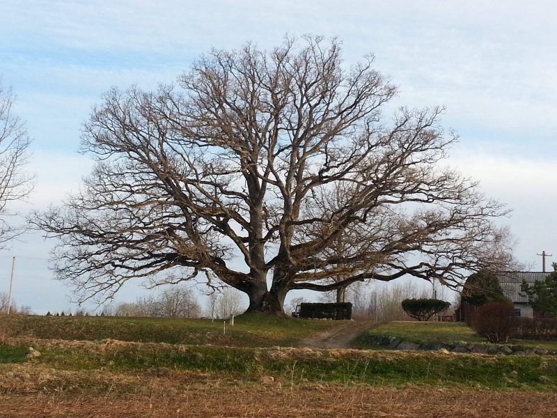 20130505_063323.JPG