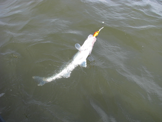 Pärnu laht - 2013 005.jpg