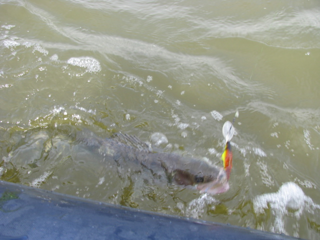Pärnu laht - 2013 004.jpg