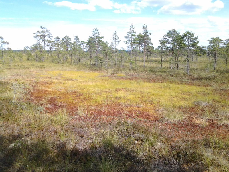 Koitjärve raba