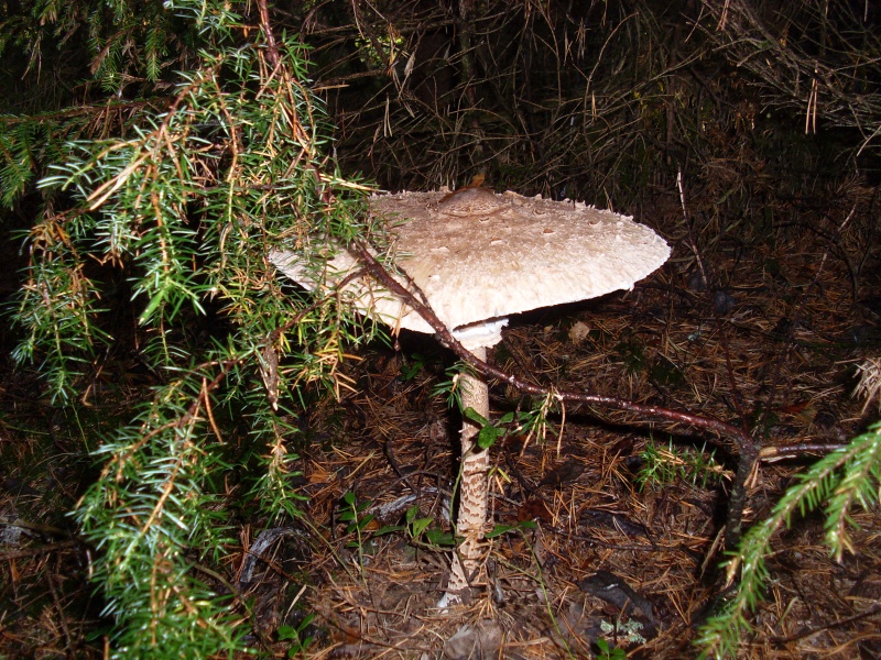 SL380873.JPG