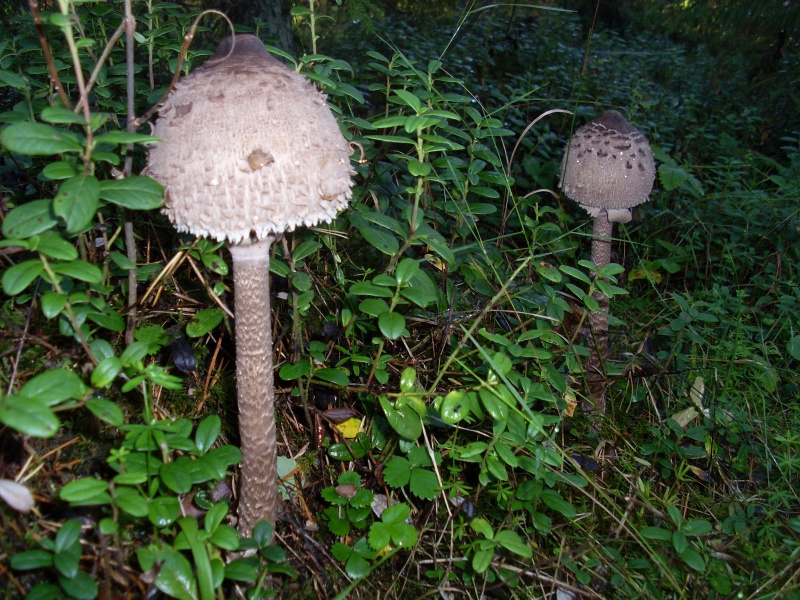 SL380877.JPG