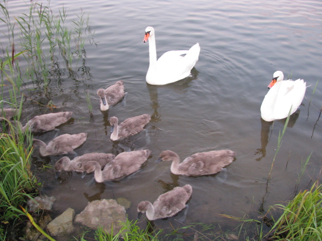 Tammemäe 2013 003.jpg
