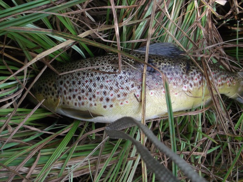 forel.jpg