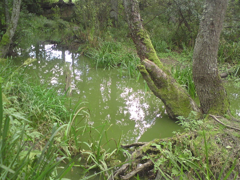 Вода зелёная.
