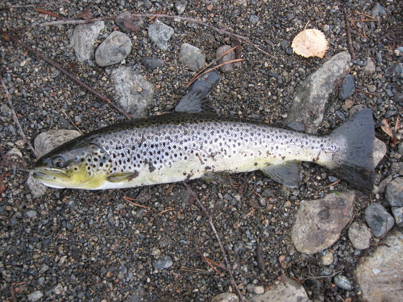 Сторуман сентябрь 2013 024.jpg