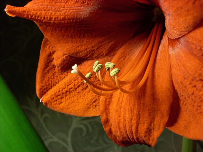 SL380968.JPG