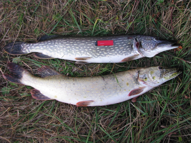 sügis 2013 002.jpg