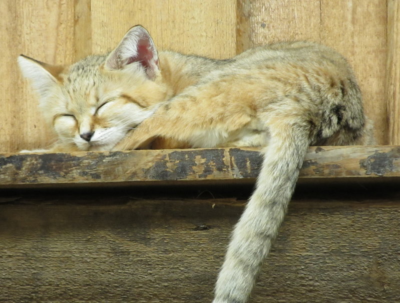 кошка дикая.jpg