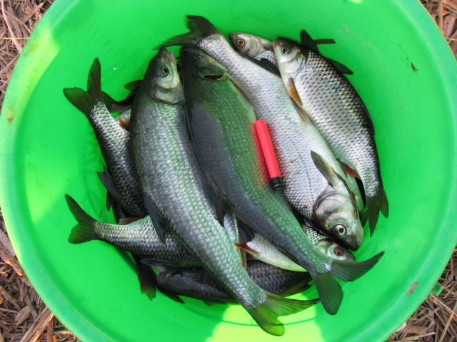 VIGALA 20.04.14.jpg