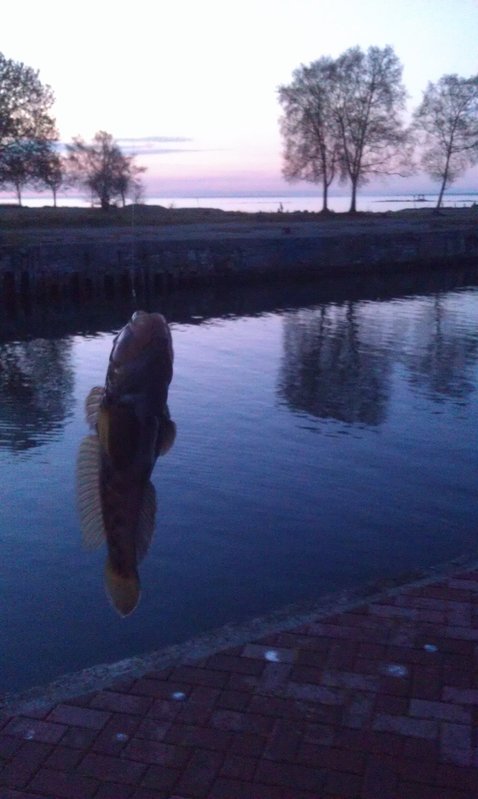 IMAG0010.jpg