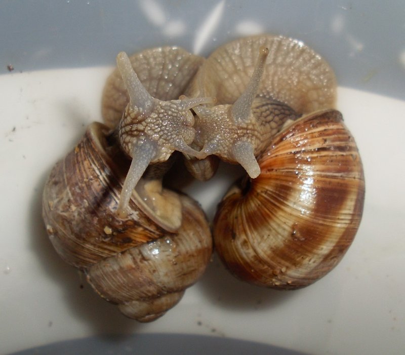 SL381115.JPG