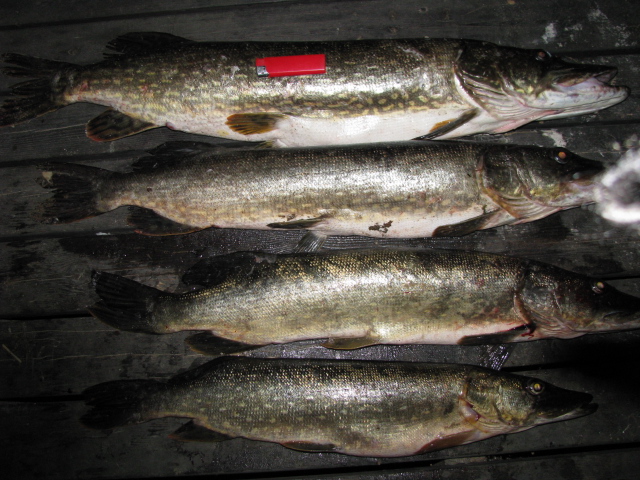 SUOMI 05.2014 006.jpg