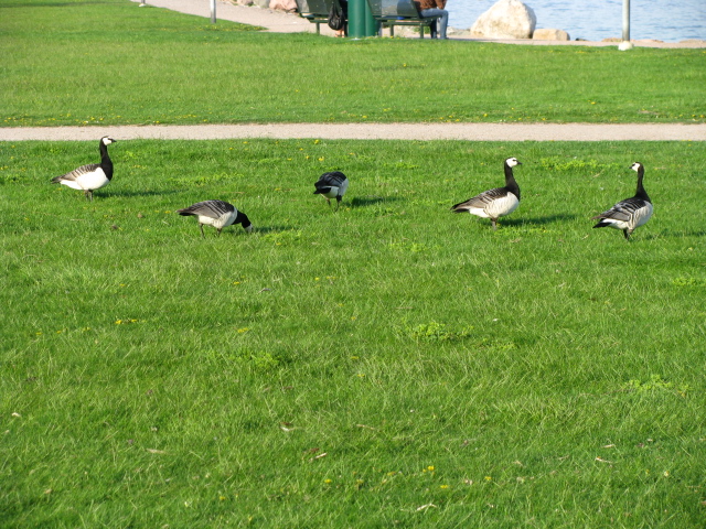 SUOMI 05.2014 040.jpg