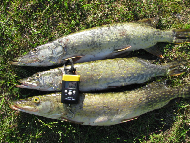 к.Мяннику 15.06.2014 001.jpg