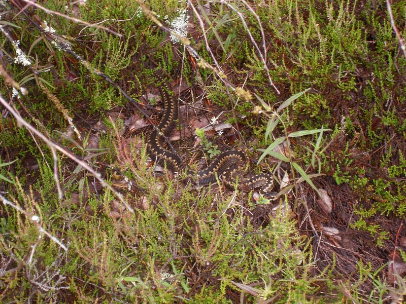 SL381173.JPG