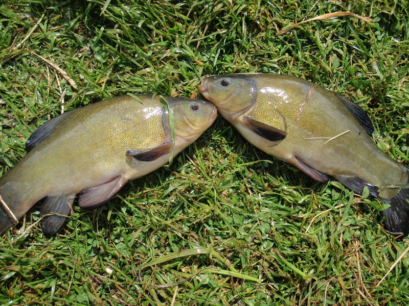 lini.jpg