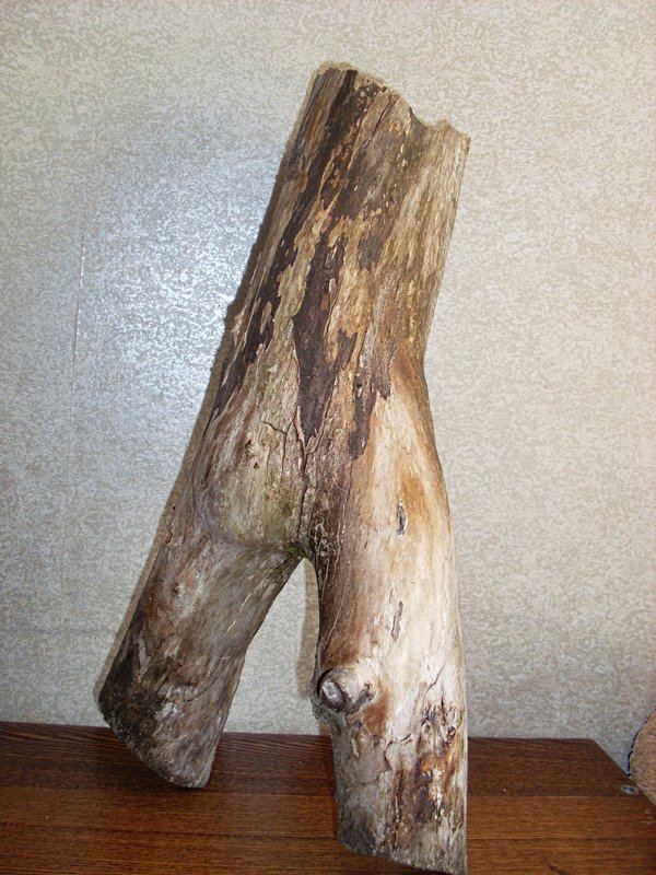 SL381236.JPG