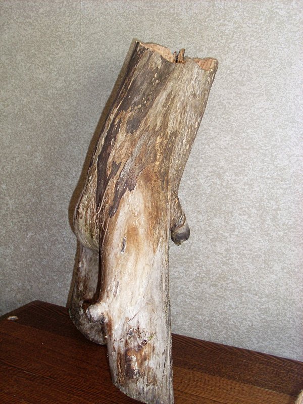 SL381235.JPG