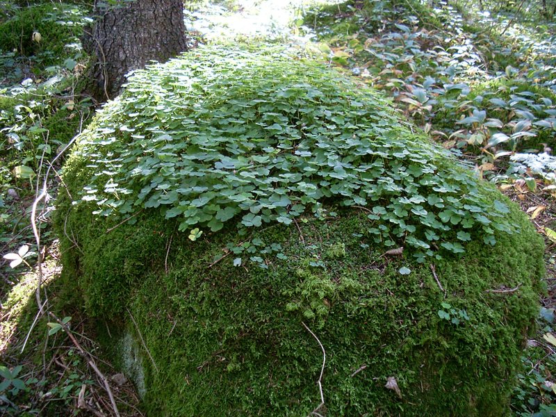 Просто красивый камень.