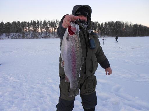 Серёжин трофей. На мормышку с подсадкой кукурузы и опарыша.