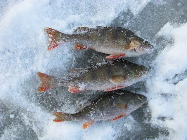 30.11.2014 Kose 008.jpg