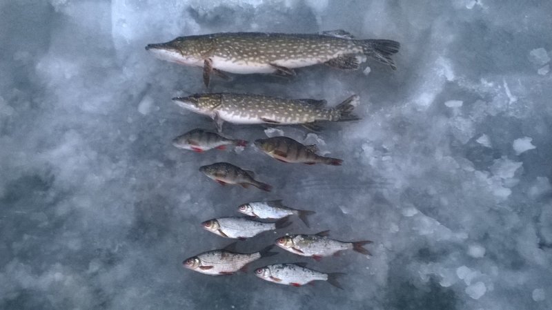 WP_20150104_002.jpg