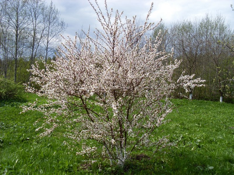 SL381487.JPG