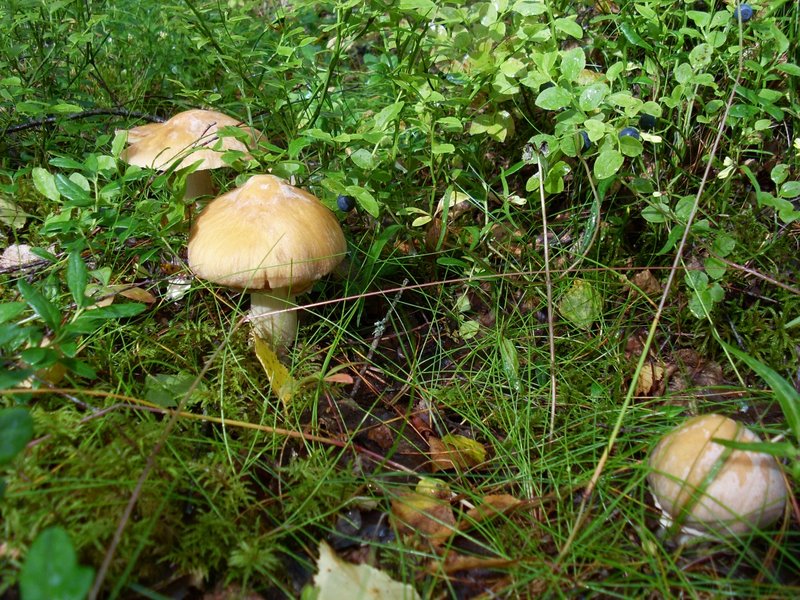 SL381620.JPG