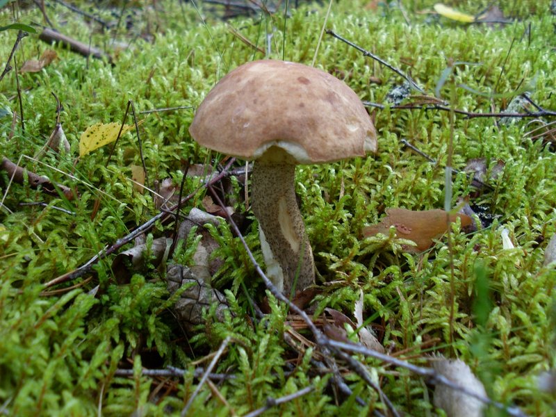 SL381623.JPG