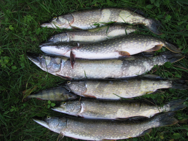 25.08.2015 SAUNJA