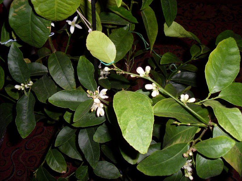 SL381661.JPG