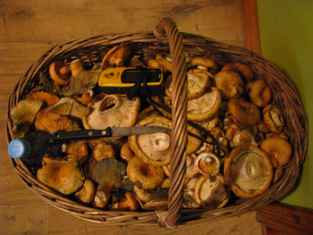 ГРУЗДИ И РЫЖИКИ. 06.10.2015