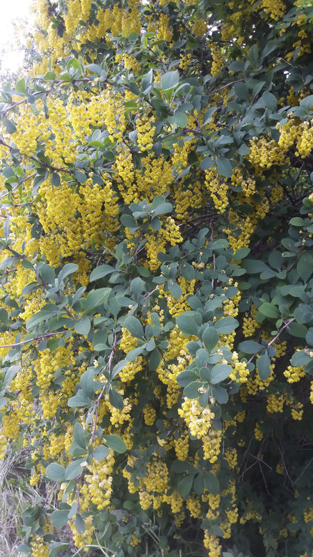 20160527_210904.jpg
