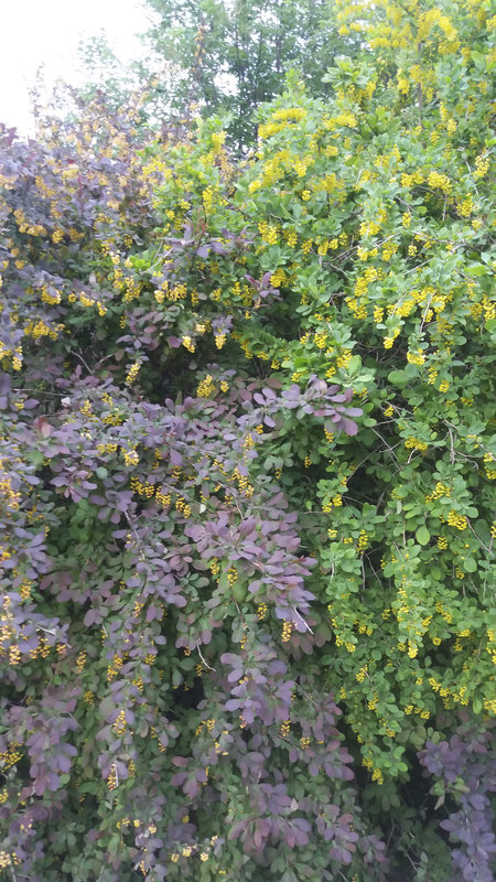 20160527_210820.jpg