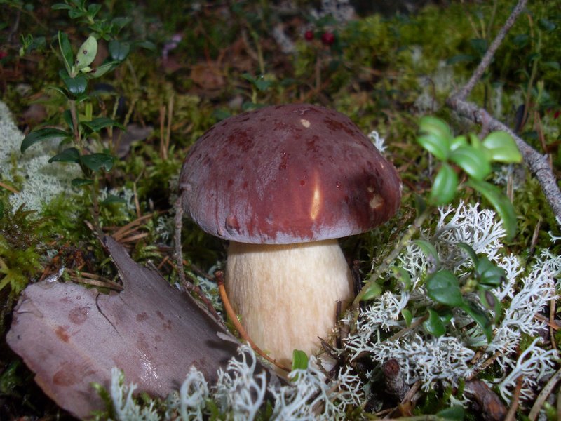 SL381906.JPG