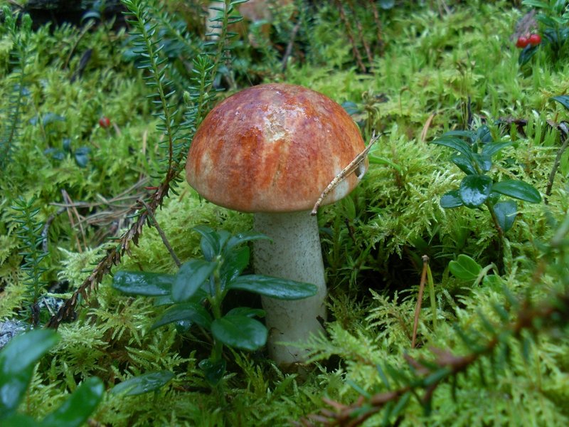 SL381909.JPG